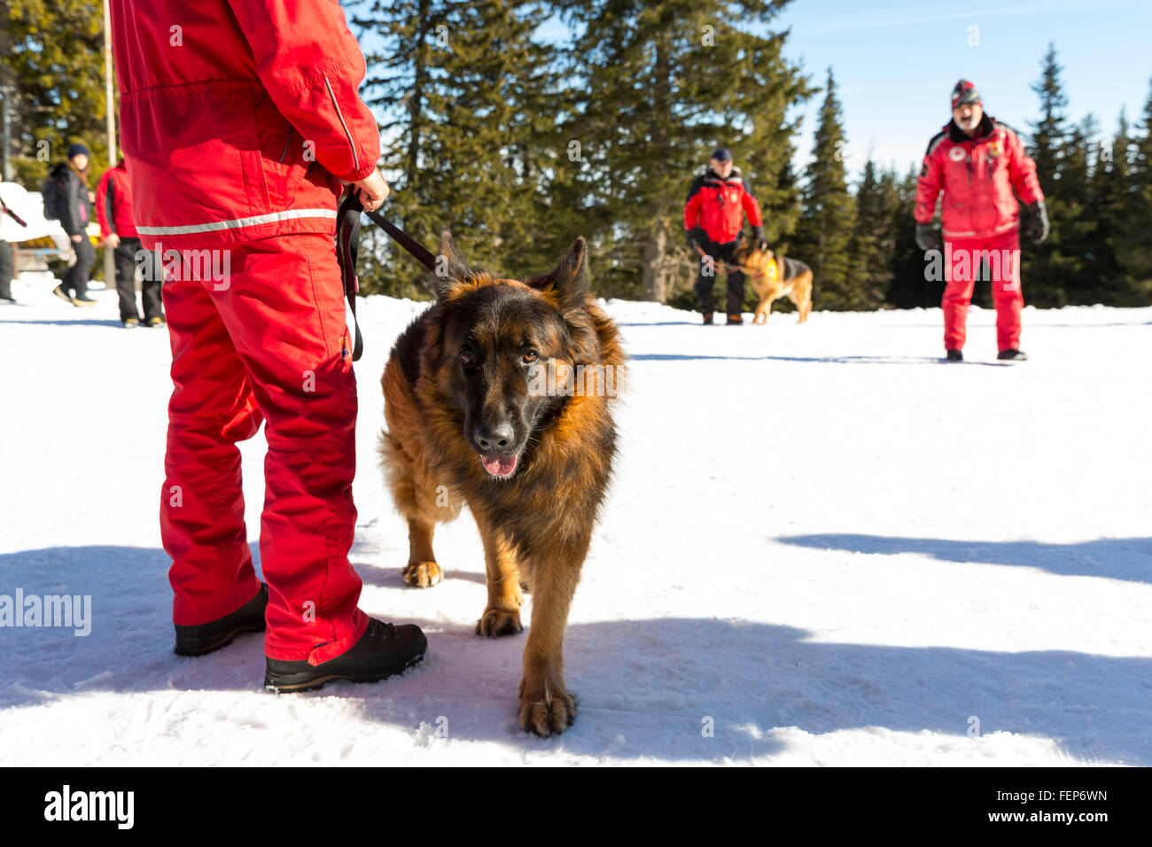 Des sauveteurs de la montagne au service de sauvetage Croix-Rouge bulgare participent à une formation pour les personnes d'économie dans une avalanc Banque D'Images