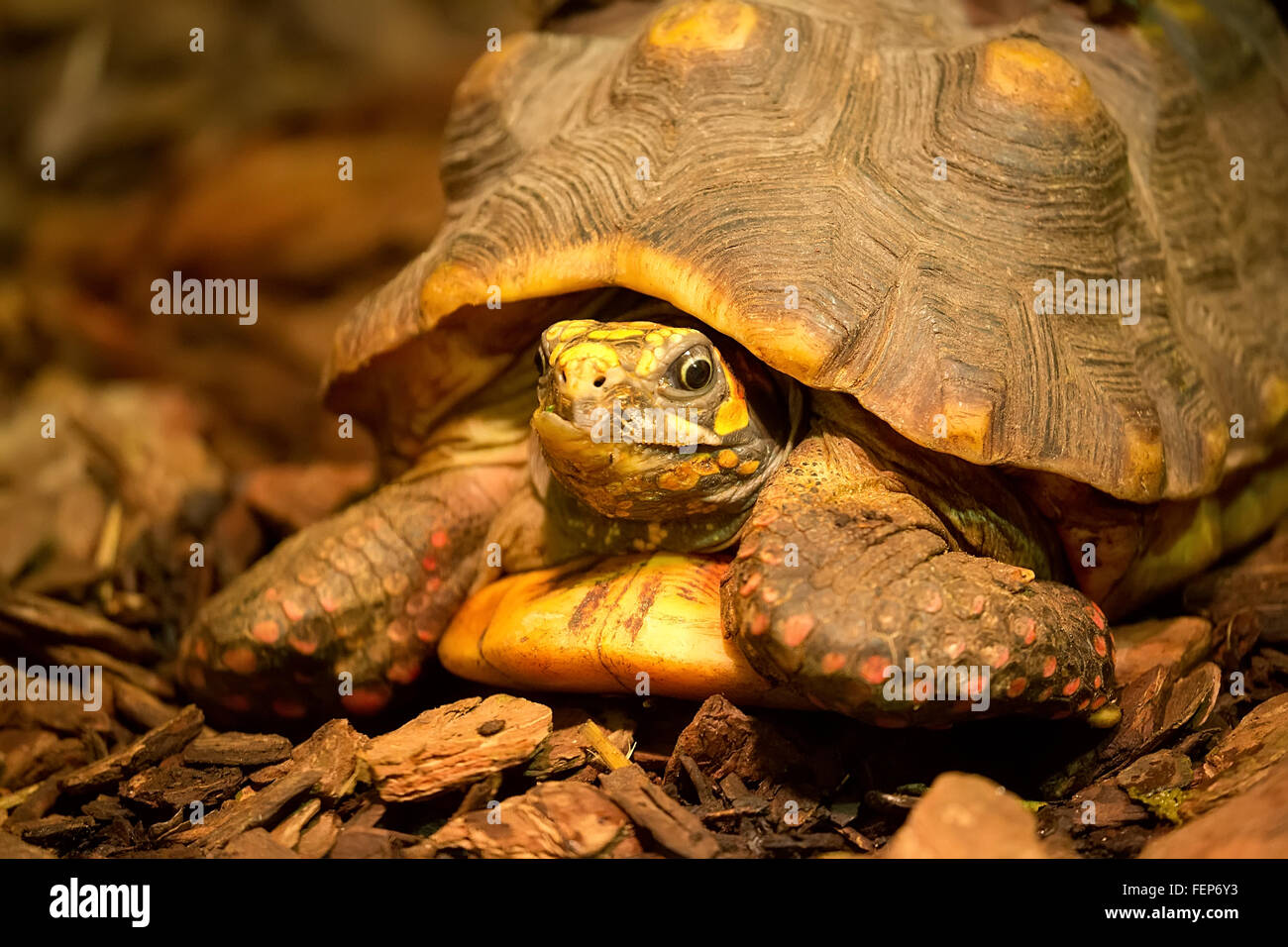 Dans la nature des tortues Banque D'Images Dans la nature des tortues Banque D'Images