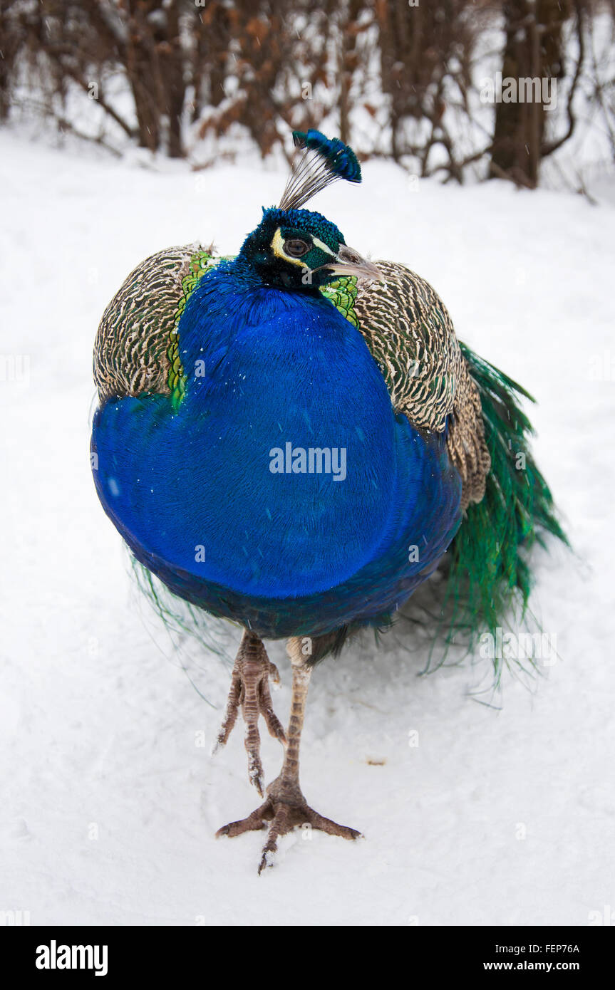 Belle peacock Banque D'Images