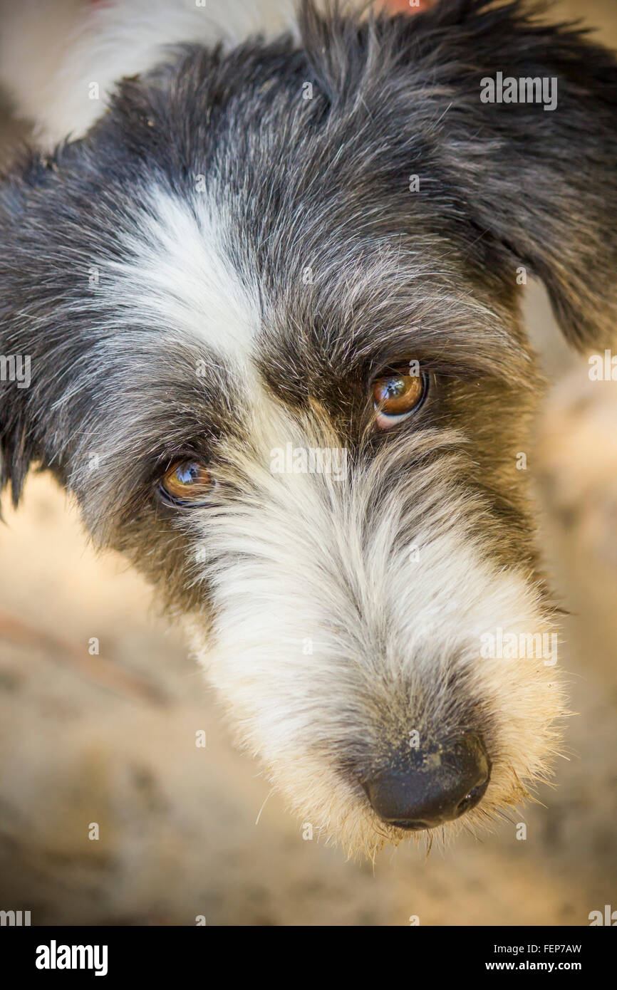Gros plan d'un chiot noir et blanc à la recherche jusqu'à l'appareil photo avec les yeux bruns Banque D'Images