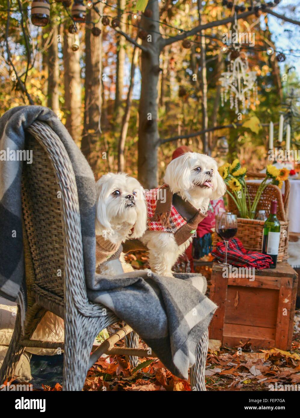 Deux chiens sur une chaise en bois Banque D'Images