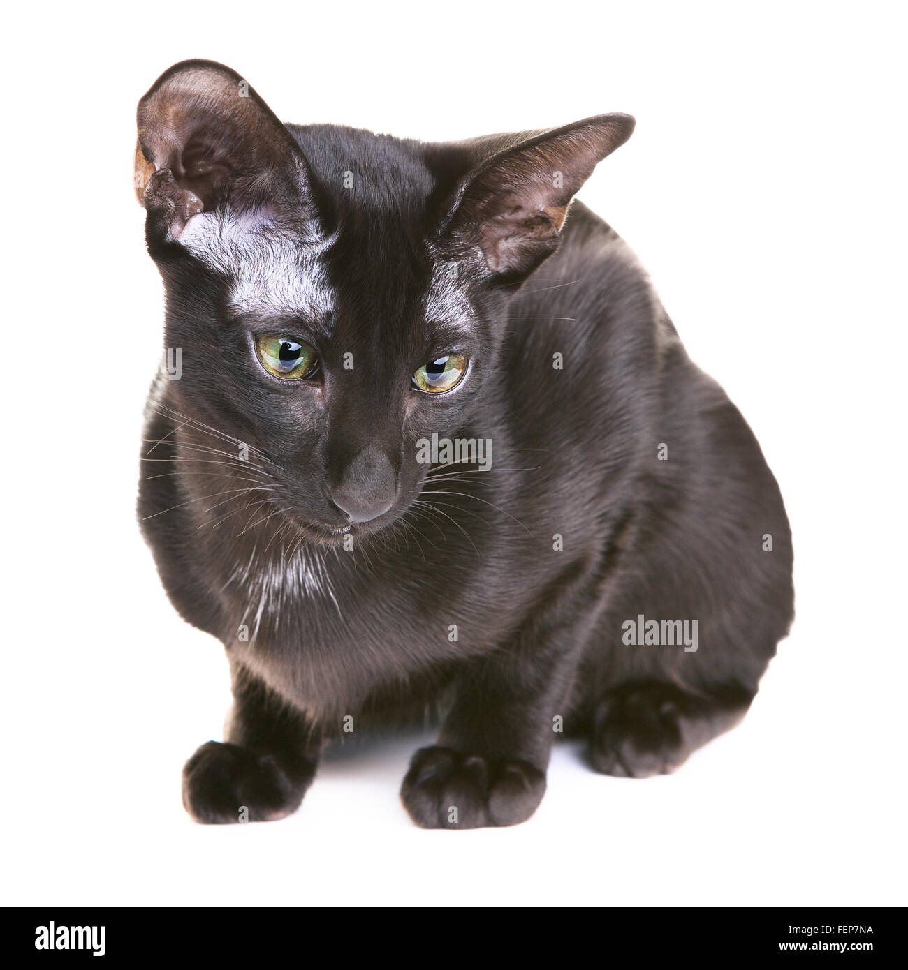 Oriental shorthair, chat noir isolé sur fond blanc Banque D'Images