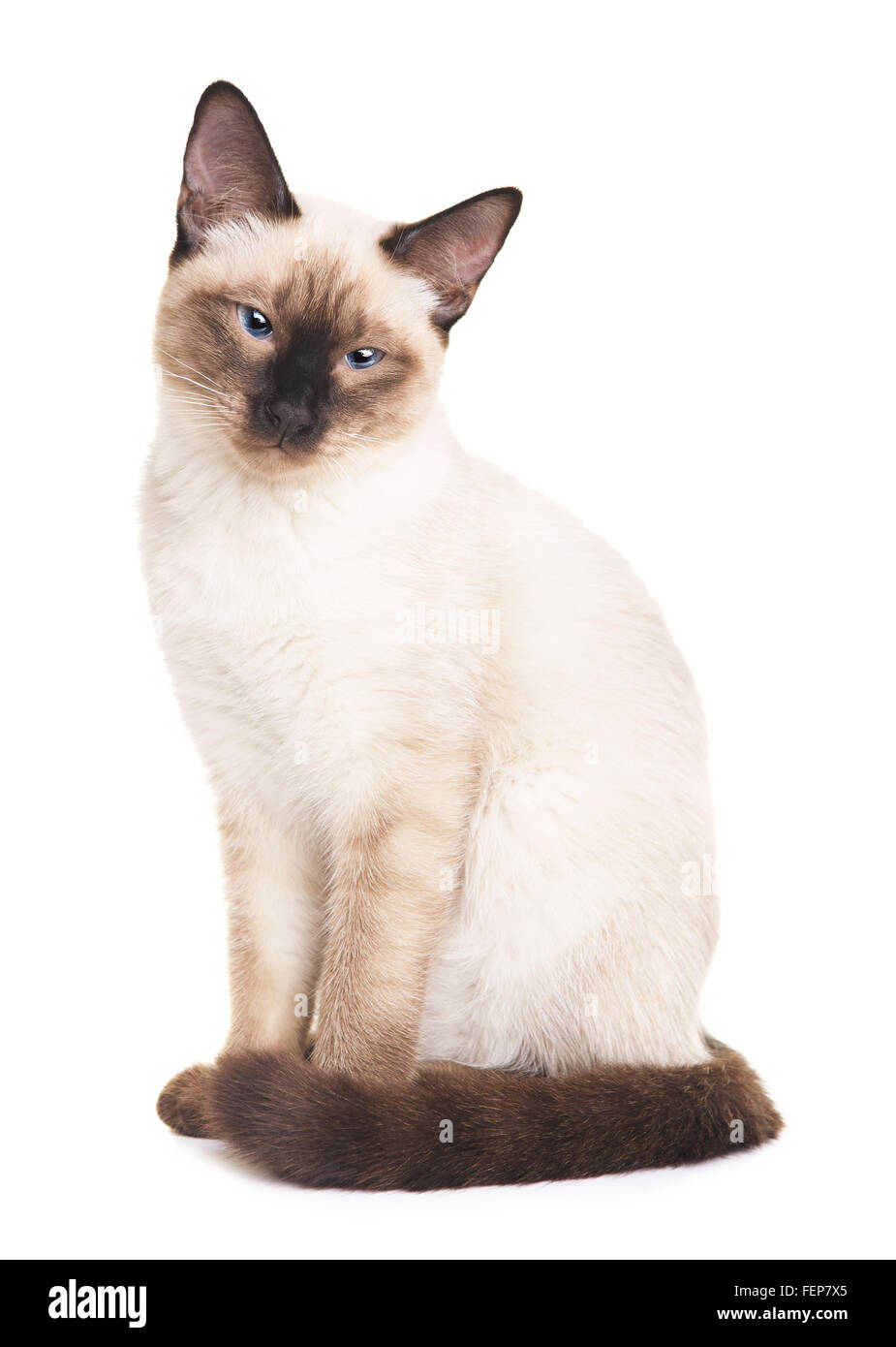 Thai cat gris aux yeux bleus portrait, isolé sur fond blanc Banque D'Images