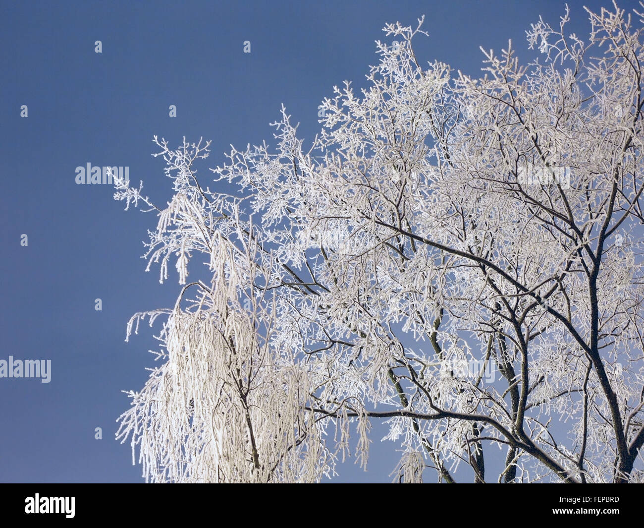 Branche de l'arbre dans le givre au winter Night Banque D'Images