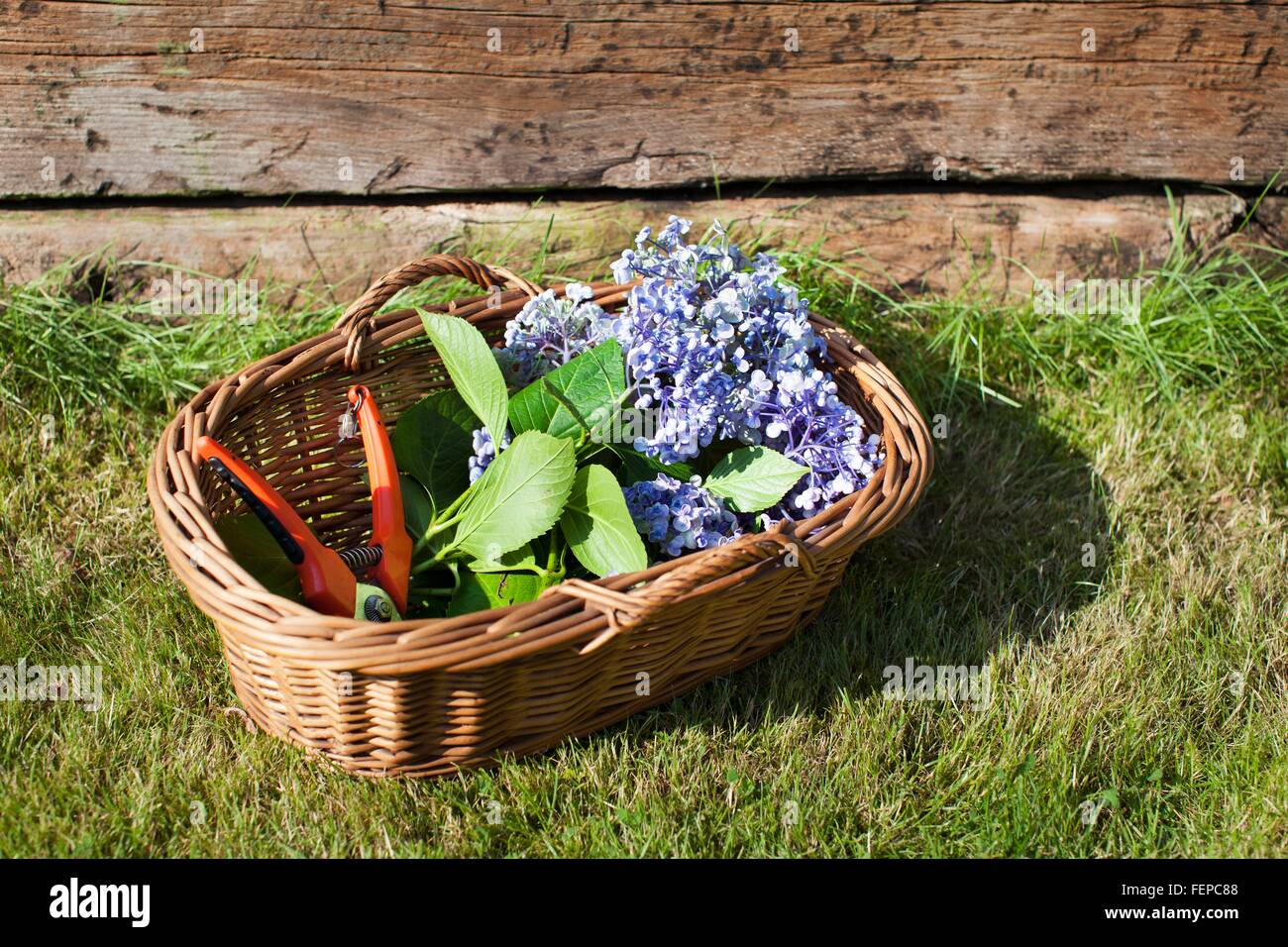 Panier en osier avec les fleurs coupées et sécateurs, still life Banque D'Images