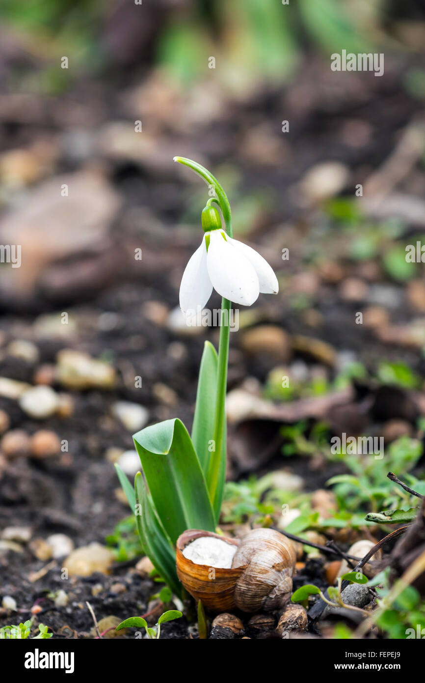 Perce-neige (Galanthus nivalis) avec un escargot en hibernation symbolisant l'éveil de la nature de l'hiver Banque D'Images