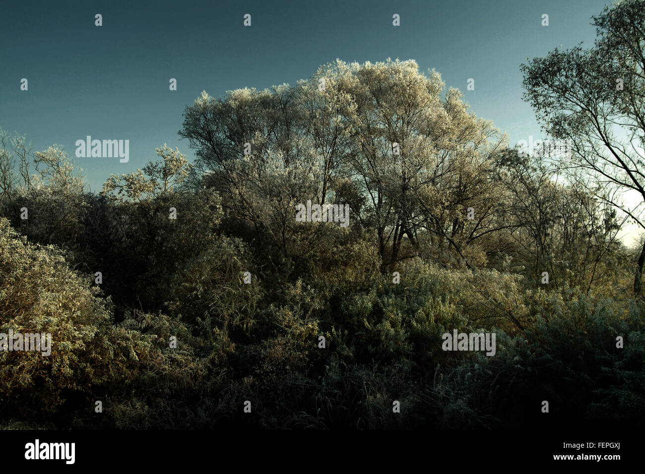 La vallée de la Warta, magique, paysage d'HIVER AVEC ARBRE givré Banque D'Images