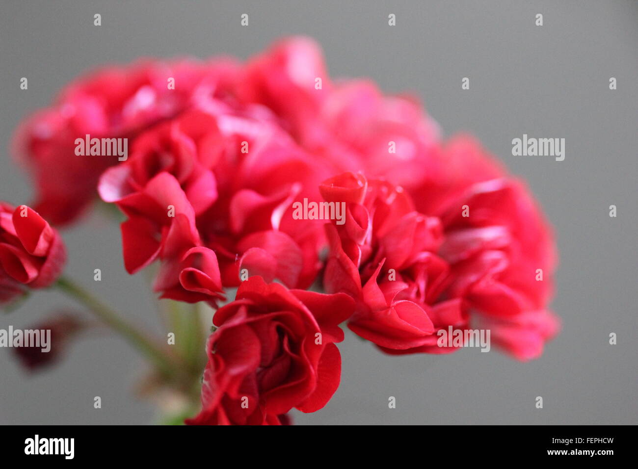 Portrait de fleurs rouges Banque D'Images