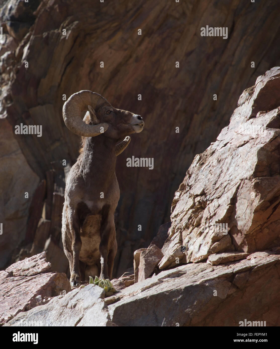 Big Horn Sheep - Ram dans le Colorado aux Etats-Unis. Rocky Mountain National Park Banque D'Images