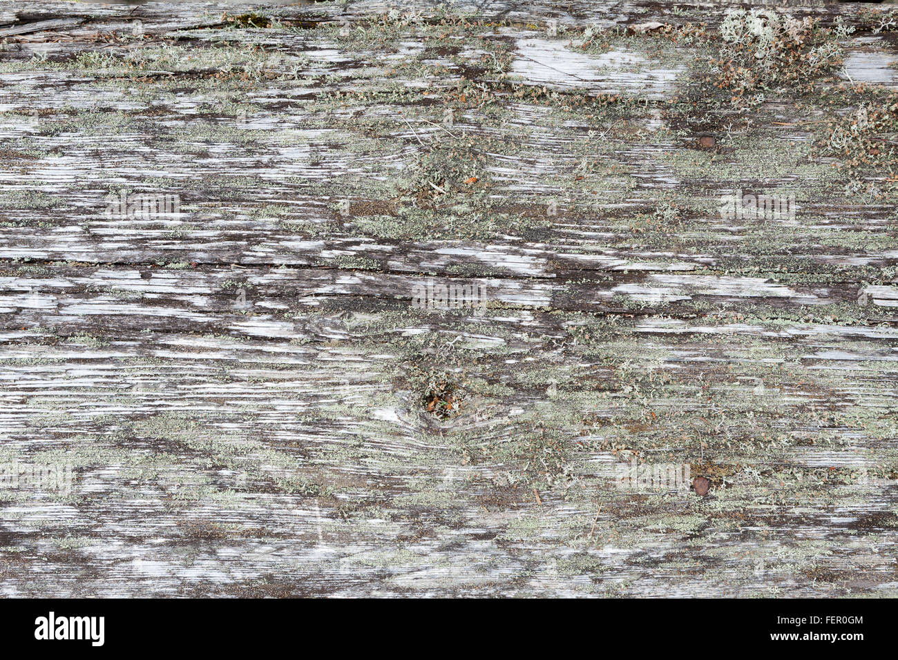 De gris naturel wood background Banque D'Images