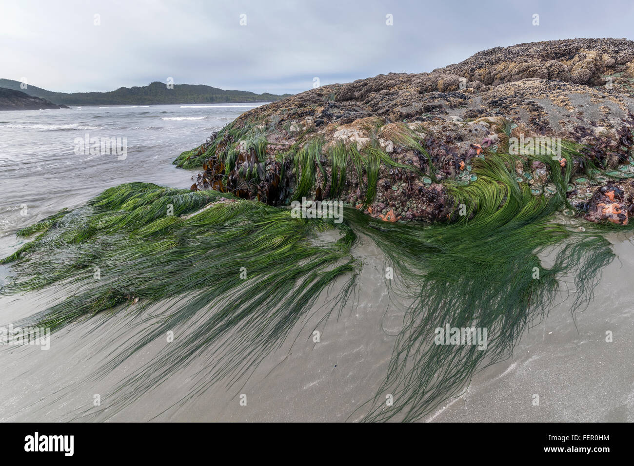 Vrilles de zostère marine à marée basse, Chesterman Beach, Tofino, Colombie-Britannique Banque D'Images