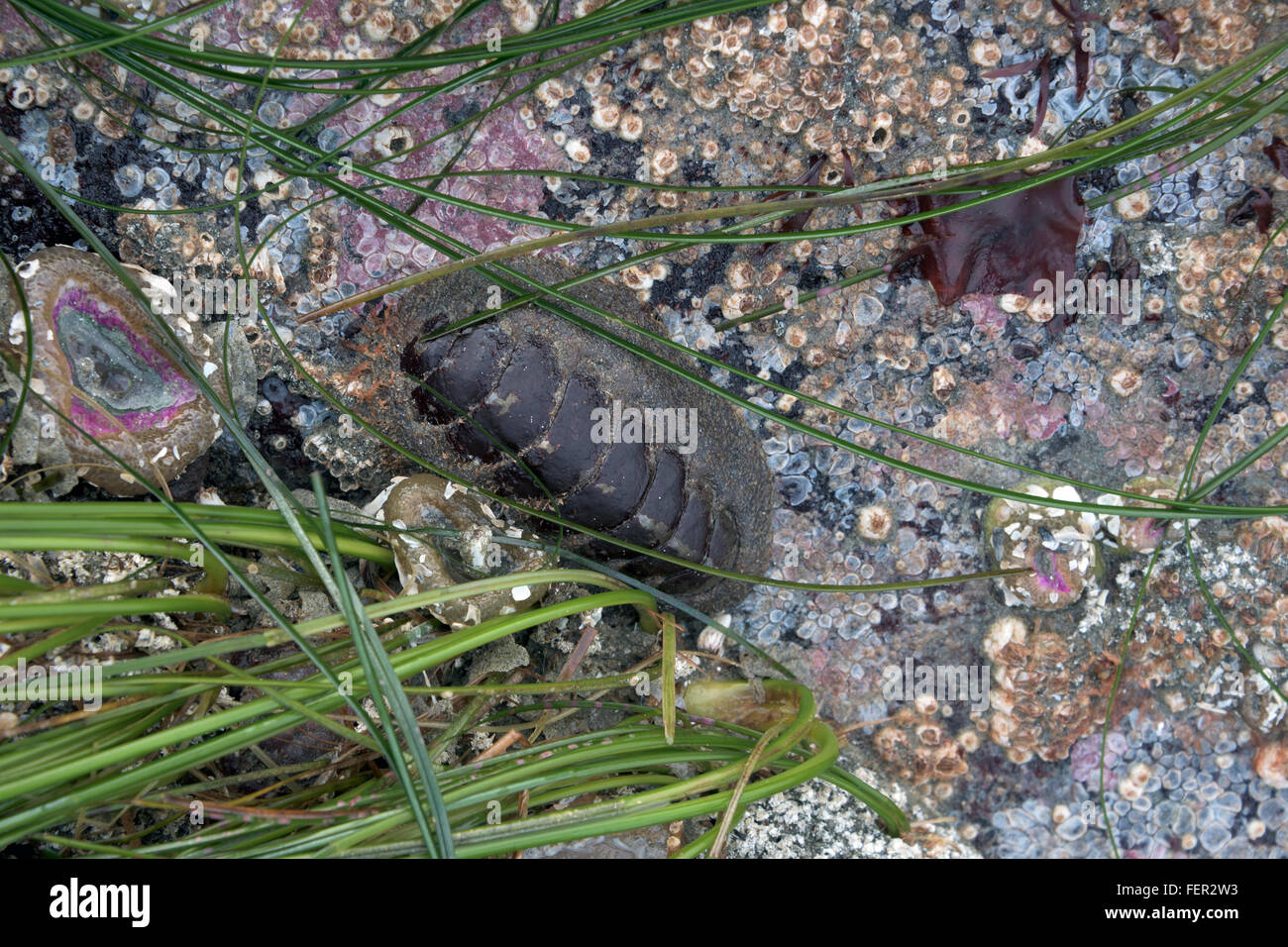 Chiton (Polyplacophora) avec les balanes et la zostère marine à marée basse, Chesterman Beach, Tofino, Colombie-Britannique Banque D'Images