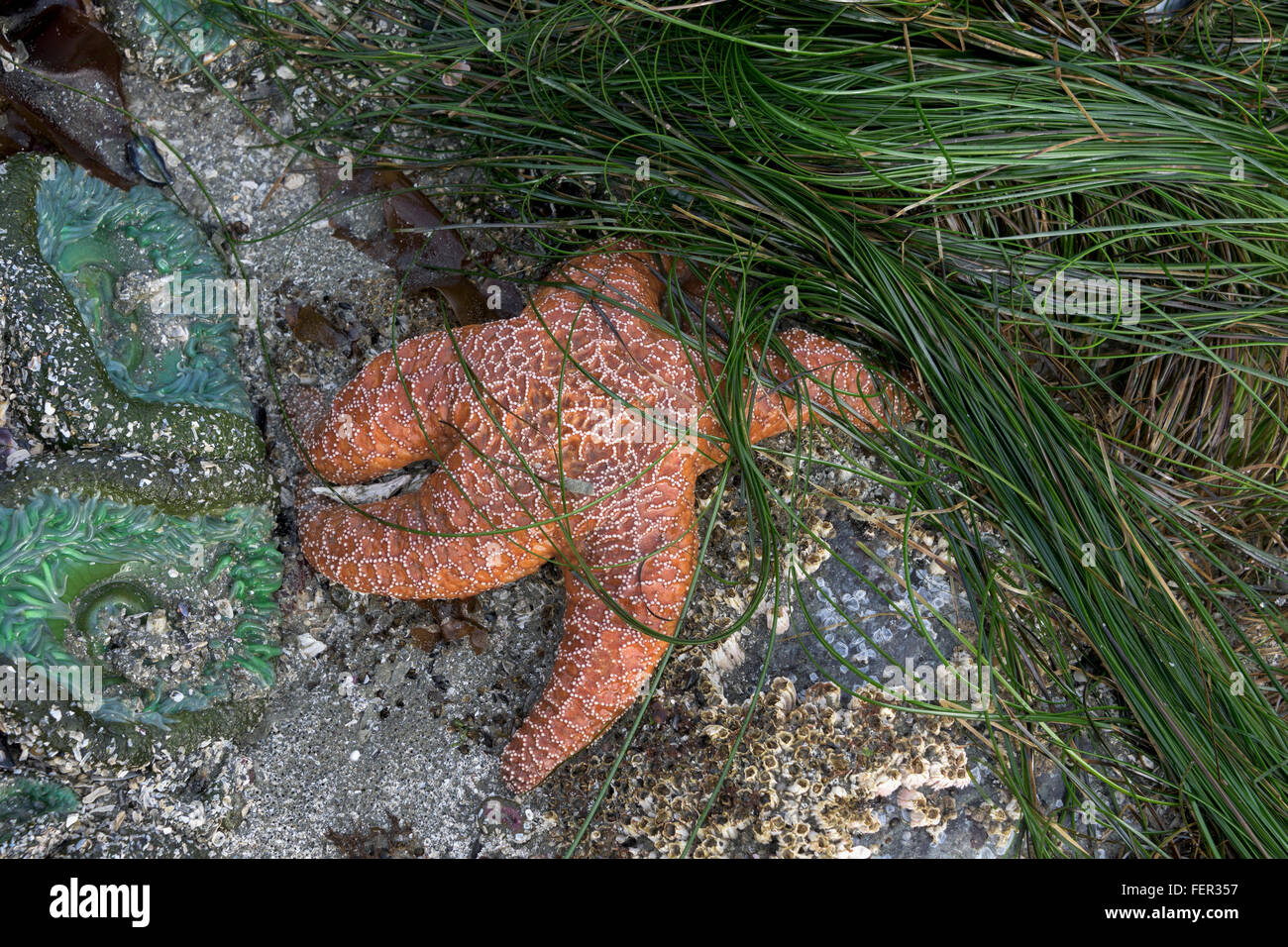 Pisaster ochraceus orange à marée basse, Chesterman Beach, Tofino, Colombie-Britannique Banque D'Images