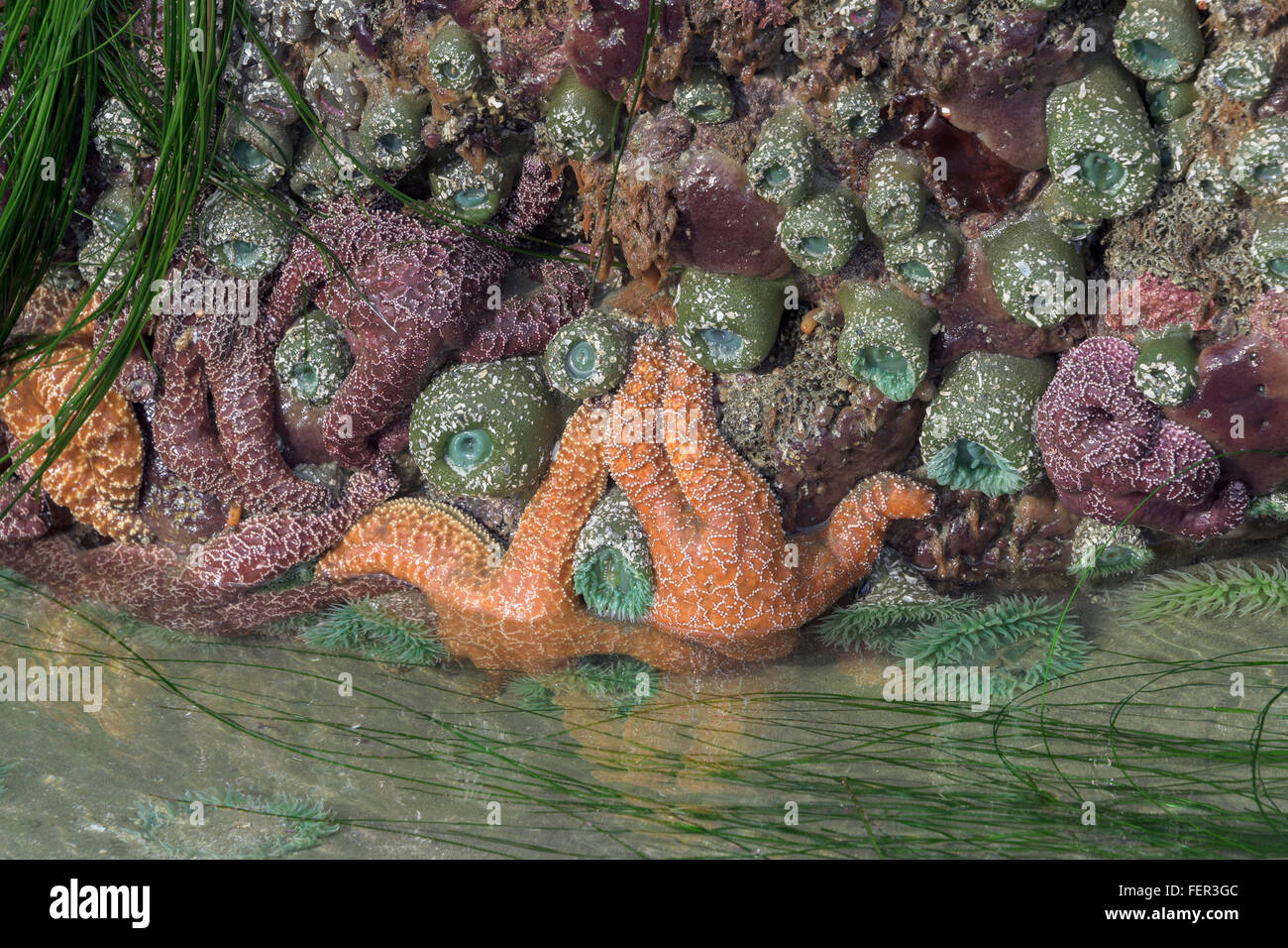 La vie de la mer à marée basse avec des réflexions, Chesterman Beach, Tofino, Colombie-Britannique Banque D'Images