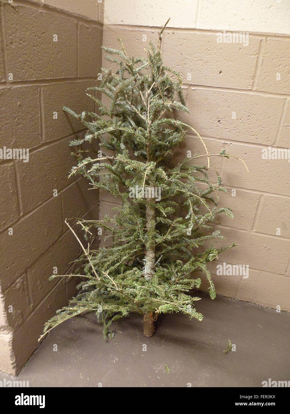 Un pauvre, solitaire, abandonné arbre de Noël est vu dans la corbeille salon d'un immeuble à New York le Mercredi, Février 3, 2016. (© Richard B. Levine) Banque D'Images