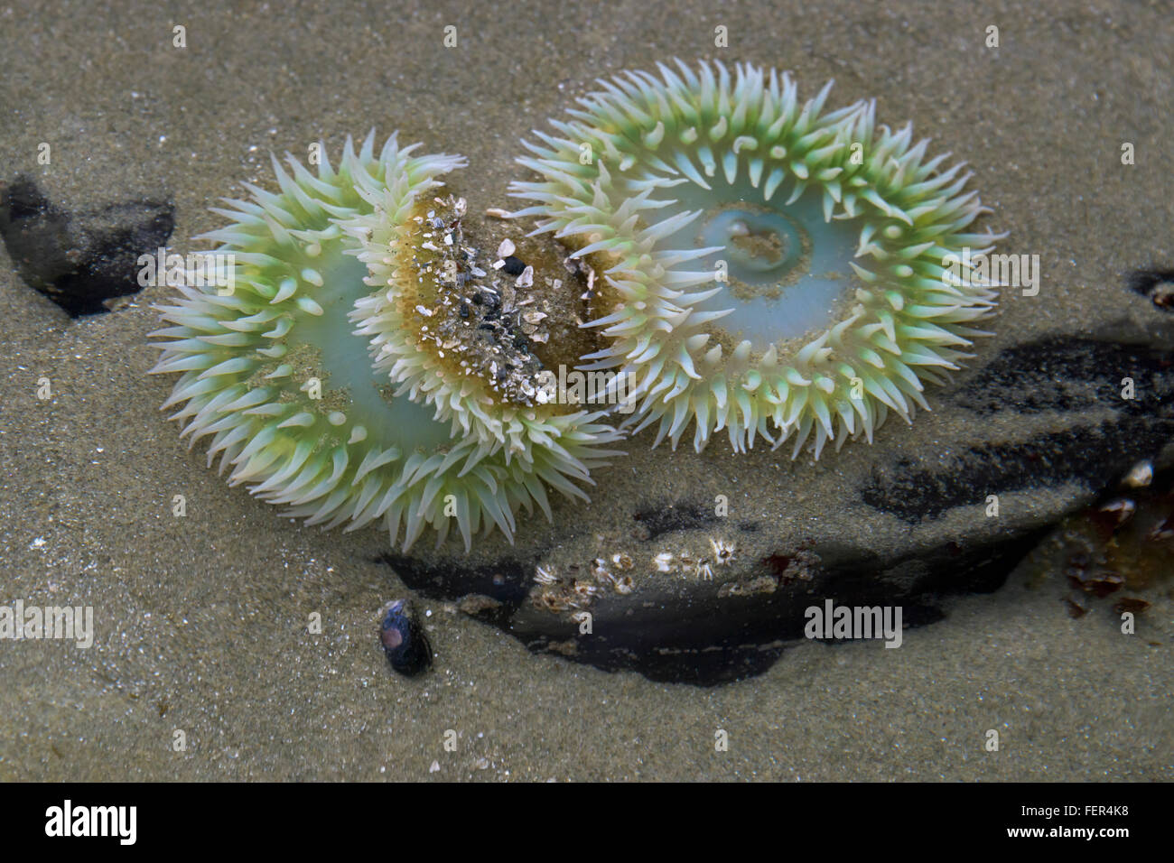 Fleurs sous-marines, les anémones vertes (Anthopleura xanthogrammica), Chesterman Beach, Tofino, Colombie-Britannique Banque D'Images