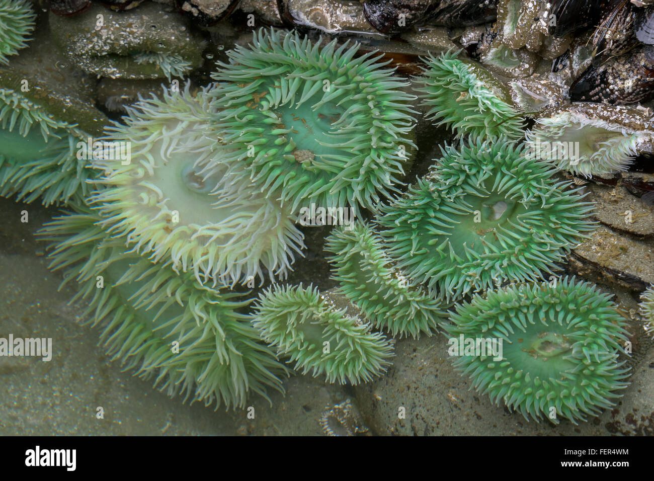 Les anémones vertes dans un bassin peu profond, Chesterman Beach, Tofino, Colombie-Britannique Banque D'Images