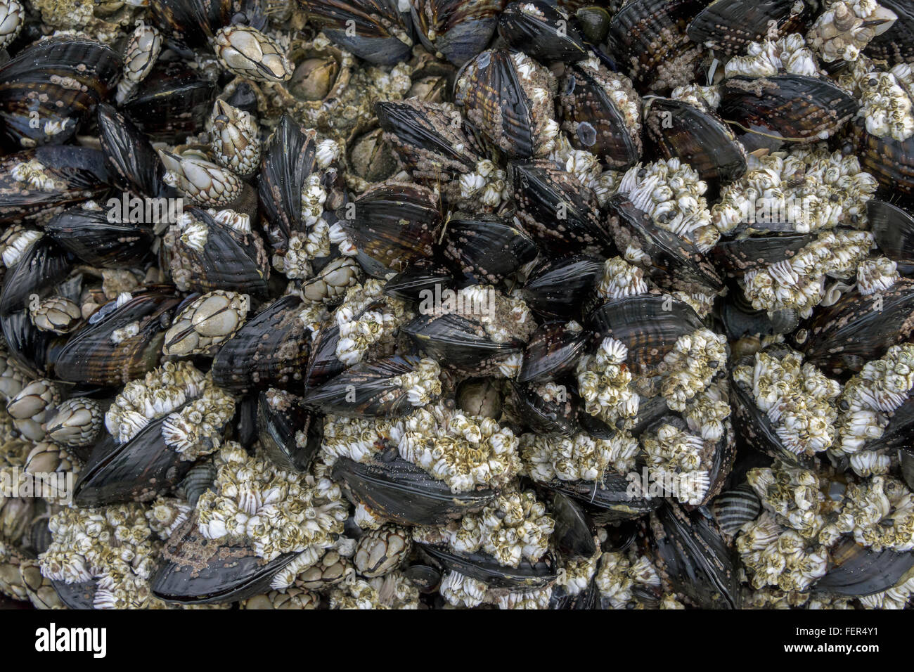 Les moules et les balanes, Chesterman Beach, Tofino, Colombie-Britannique Banque D'Images