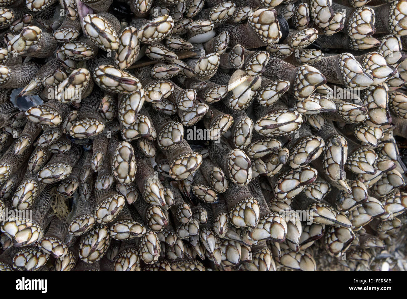 Goose barnacles, Chesterman Beach, Tofino, Colombie-Britannique Banque D'Images