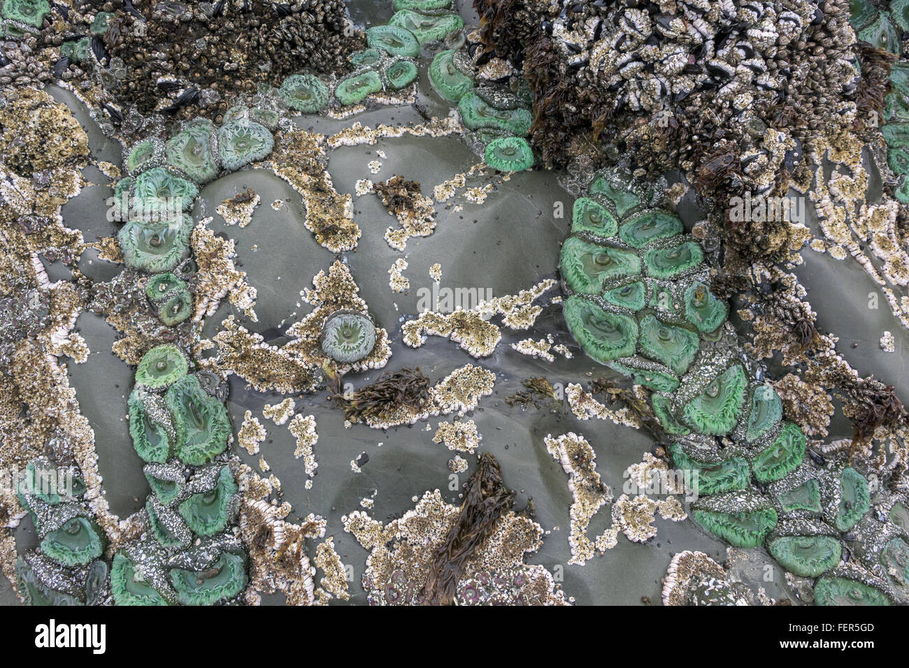 Les anémones vertes et les balanes sur roche de granit, Chesterman Beach, Tofino, Colombie-Britannique Banque D'Images
