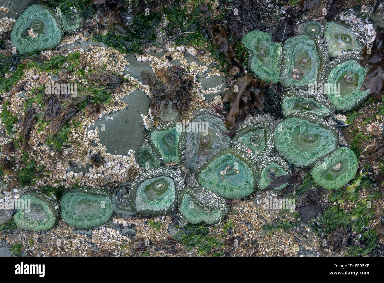 Anthopleura xanthogrammica des anémones (vert) et les balanes à marée basse, Chesterman Beach, Tofino, Colombie-Britannique Banque D'Images