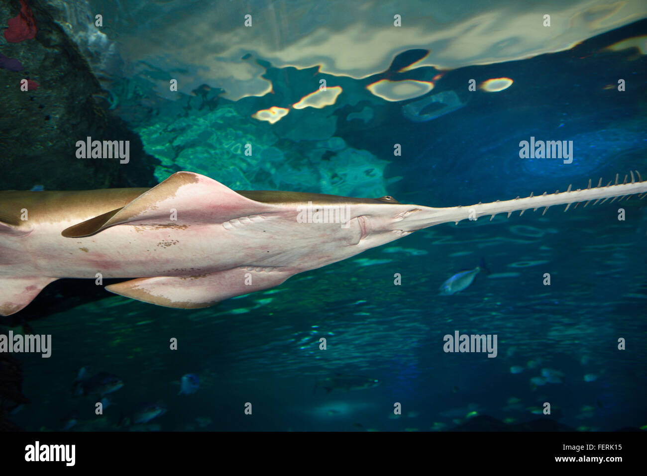 Face inférieure d'un smalltooth vert ou un rayon de poissons-scie avec une télévision tribune avec dents nager à ripleys aquarium toronto Banque D'Images