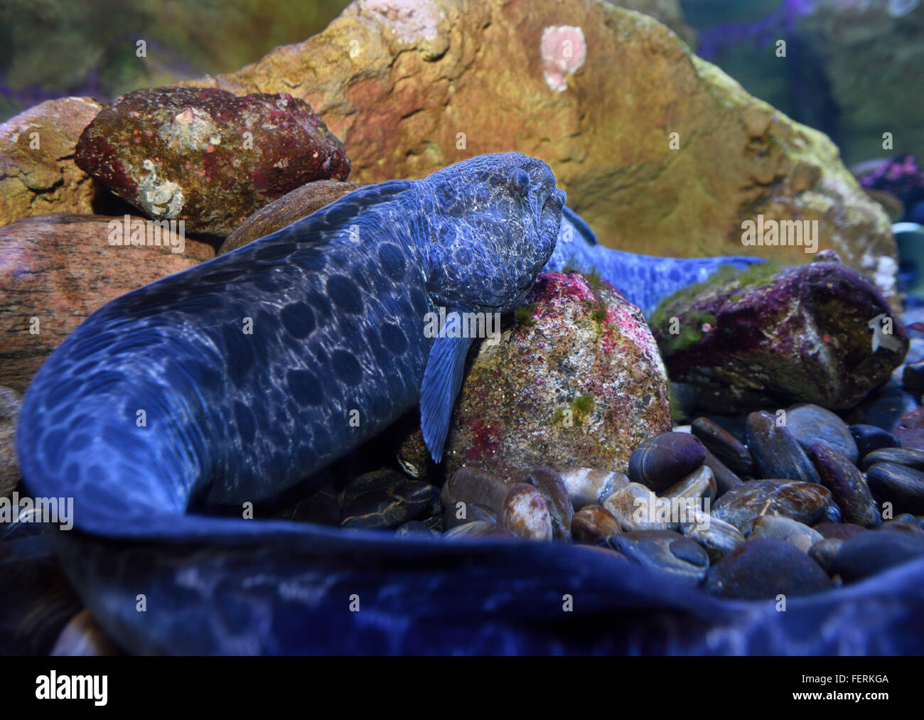 Poisson Anguille Loup avec longue queue posée sur le fond de l'aquarium Ripleys Toronto Banque D'Images