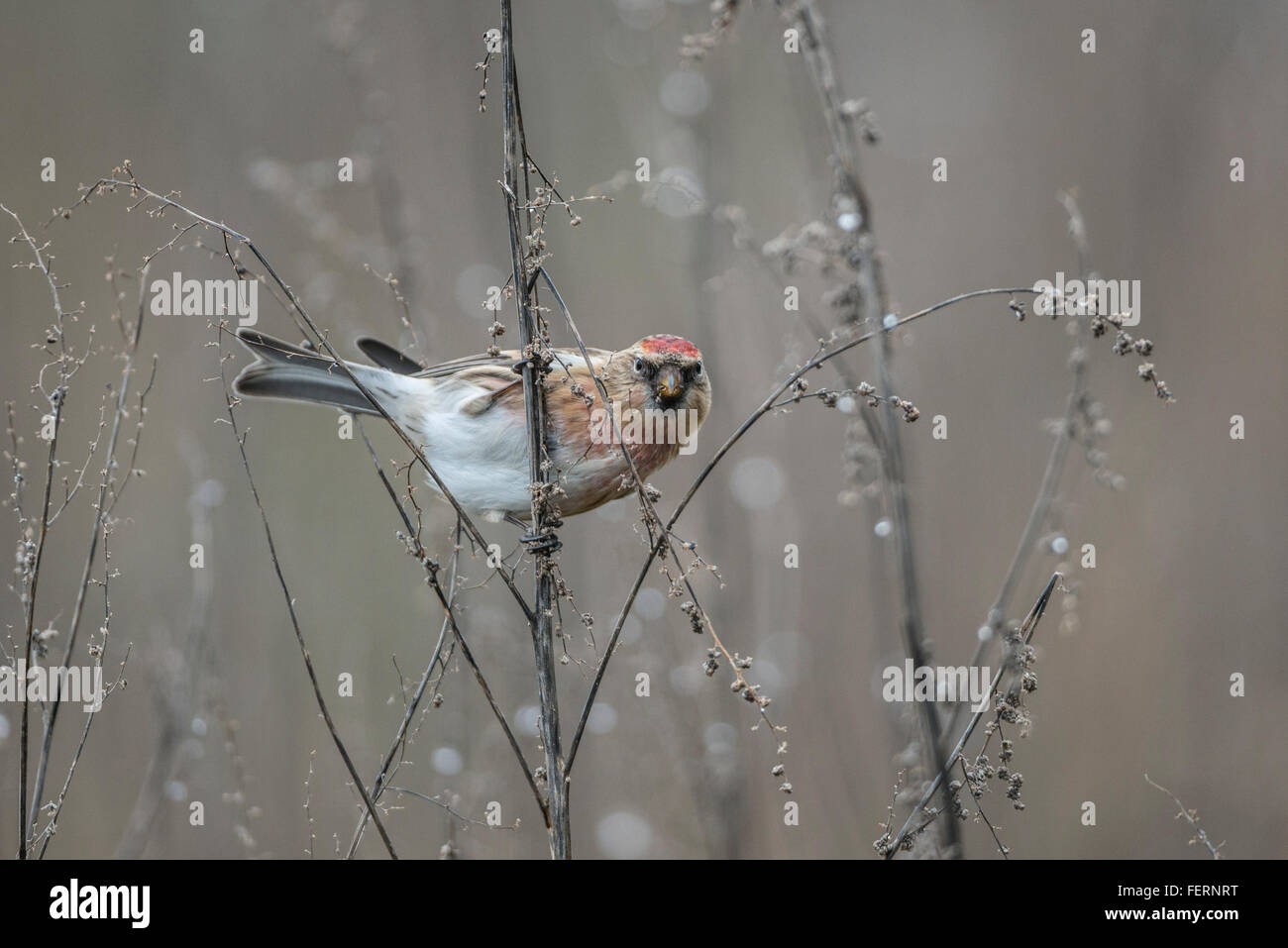 Petit Redpoll (cabaret Acanthis) Banque D'Images