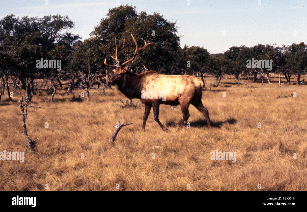 La chasse au wapiti, une activité populaire dans de nombreuses régions, implique la poursuite du wapiti pour le sport, la nourriture et la gestion des populations fauniques. Elle est souvent réglementée pour assurer des pratiques de chasse durables et la conservation des populations de wapitis. Banque D'Images