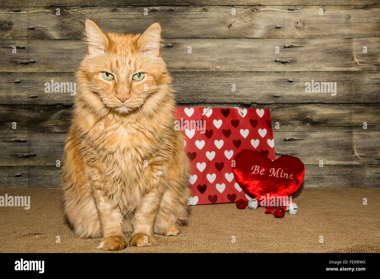 Chat de la Saint-Valentin Banque D'Images