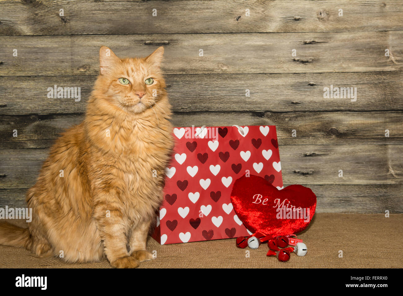 Chat de la Saint-Valentin Banque D'Images