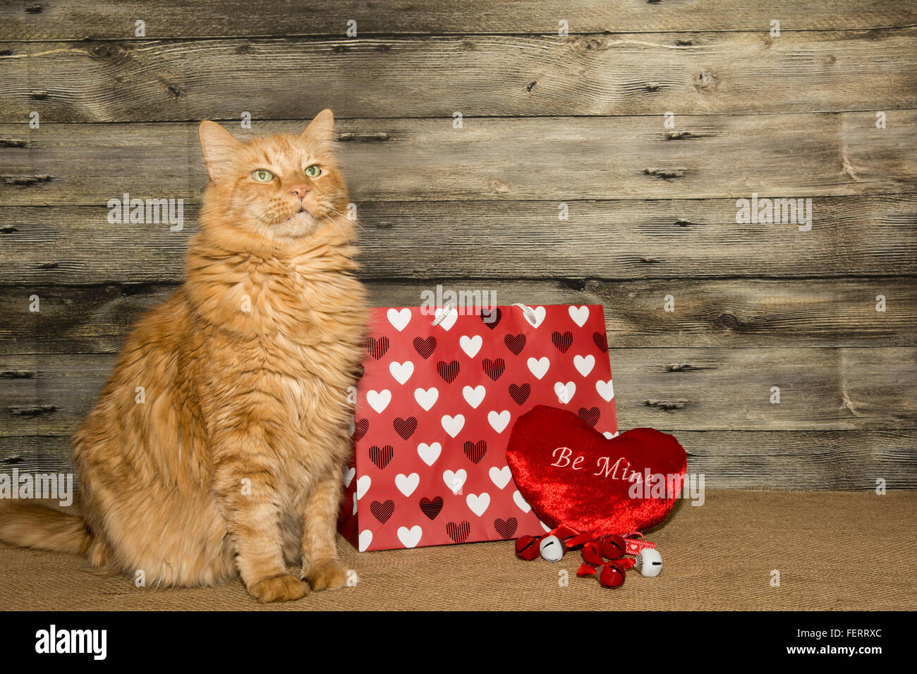 Chat de la Saint-Valentin Banque D'Images