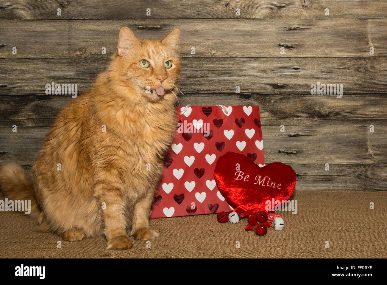 Chat de la Saint-Valentin Banque D'Images