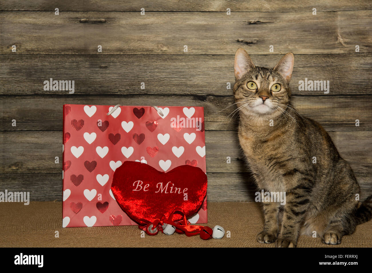 Chat de la Saint-Valentin Banque D'Images