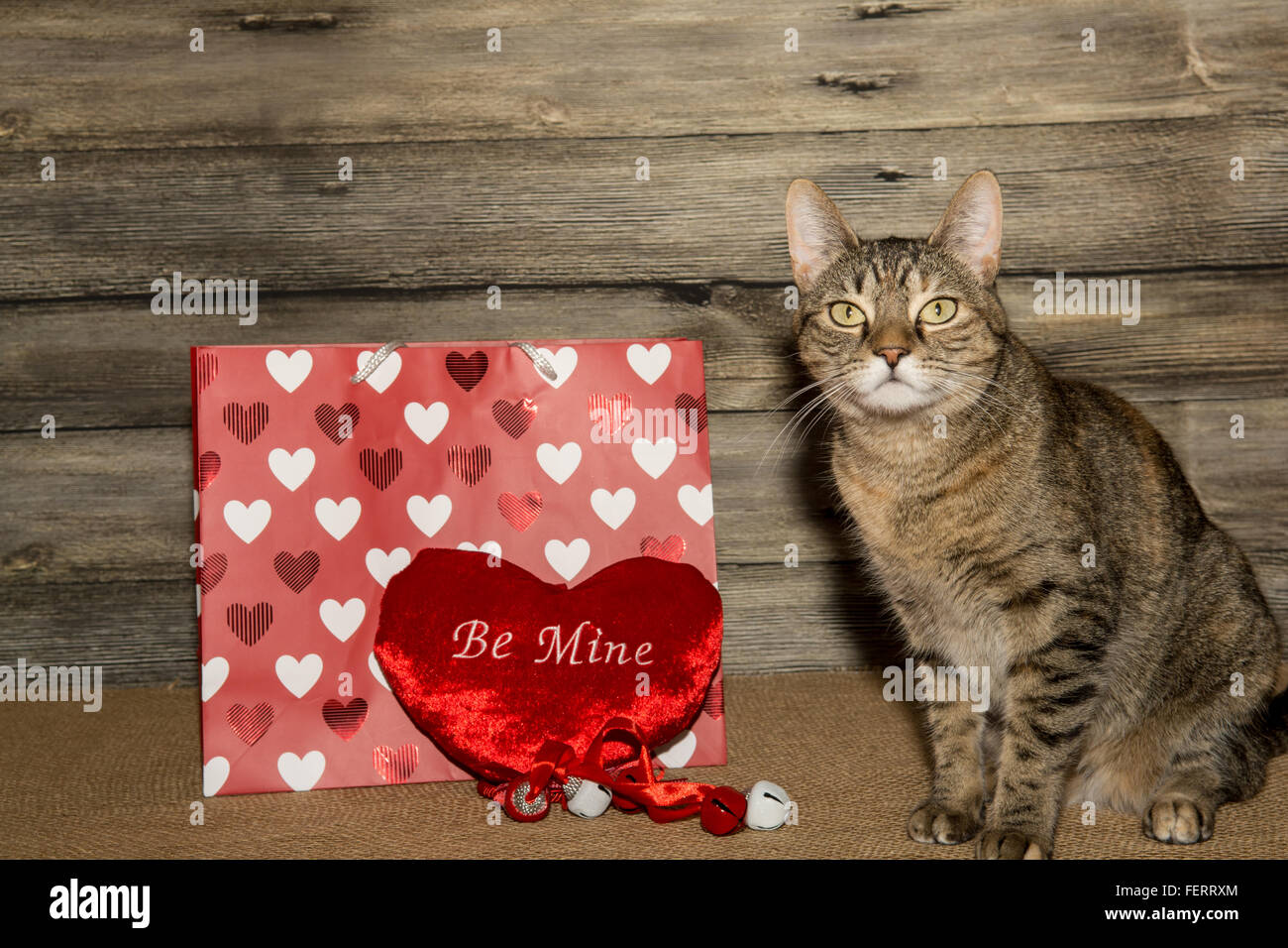 Chat de la Saint-Valentin Banque D'Images