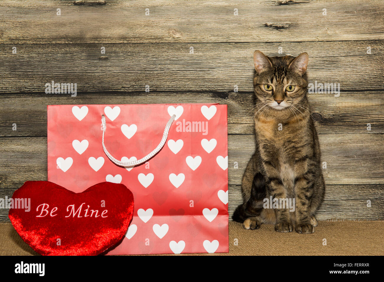Chat de la Saint-Valentin Banque D'Images
