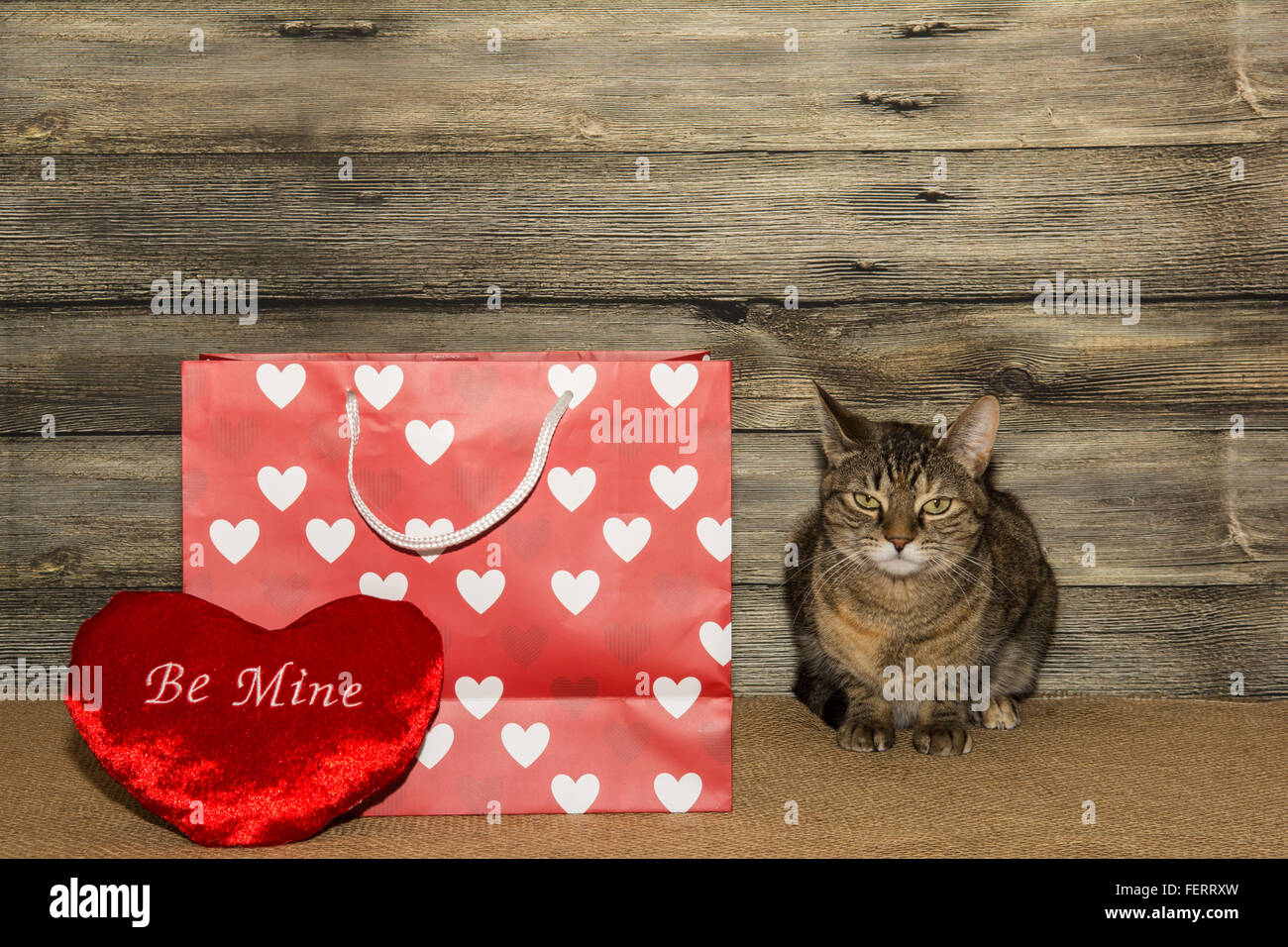 Chat de la Saint-Valentin Banque D'Images