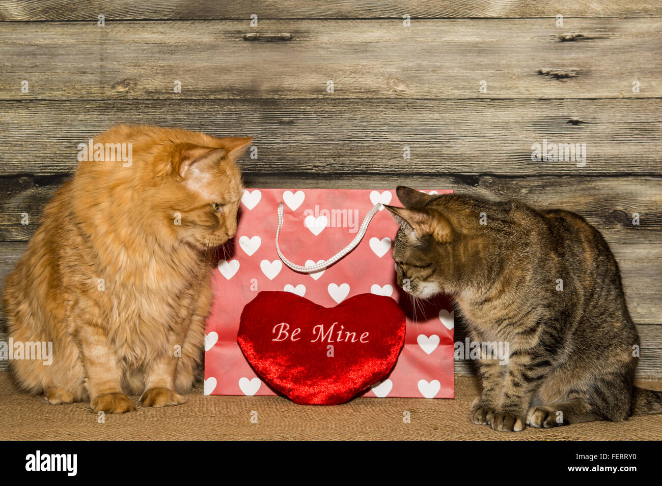 Chats de Valentine Banque D'Images