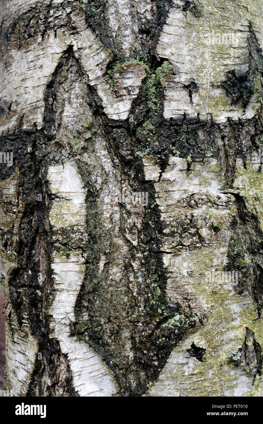 Close up de bouleau blanc ou bouleau blanc (Betula pendula) de l'écorce, Vancouver, British Columbia, Canada Banque D'Images