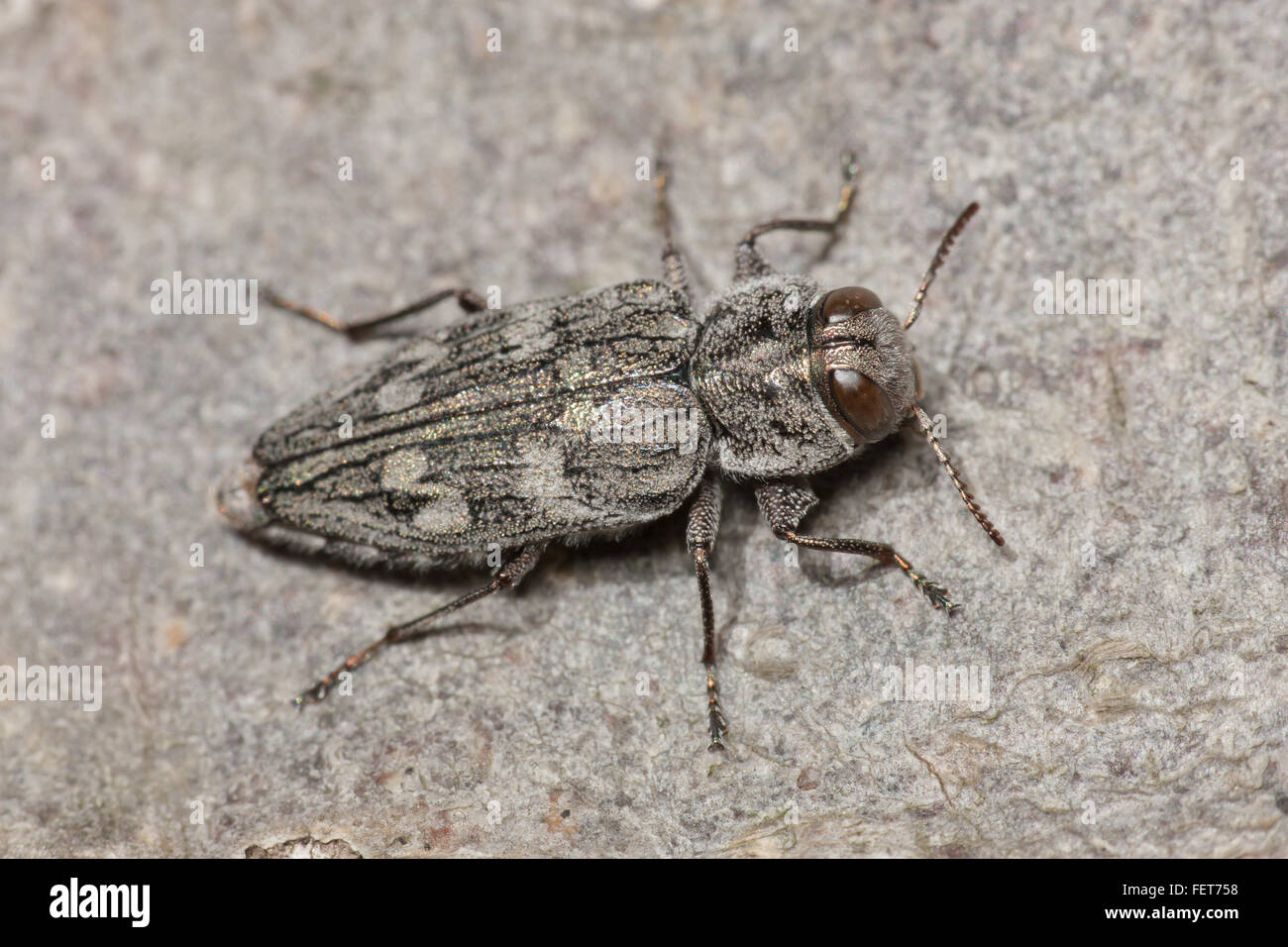 Un Beetle métallique à bois (groupe d'espèces Chrysobothre femorata) perche sur une bûche. Banque D'Images