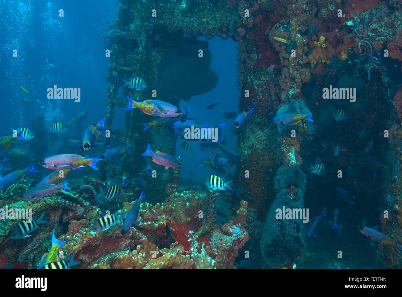 Poissons tropicaux à l'épave sous-marine à Aruba Banque D'Images