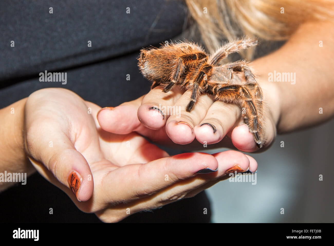 Dans les mains d'araignée Banque D'Images