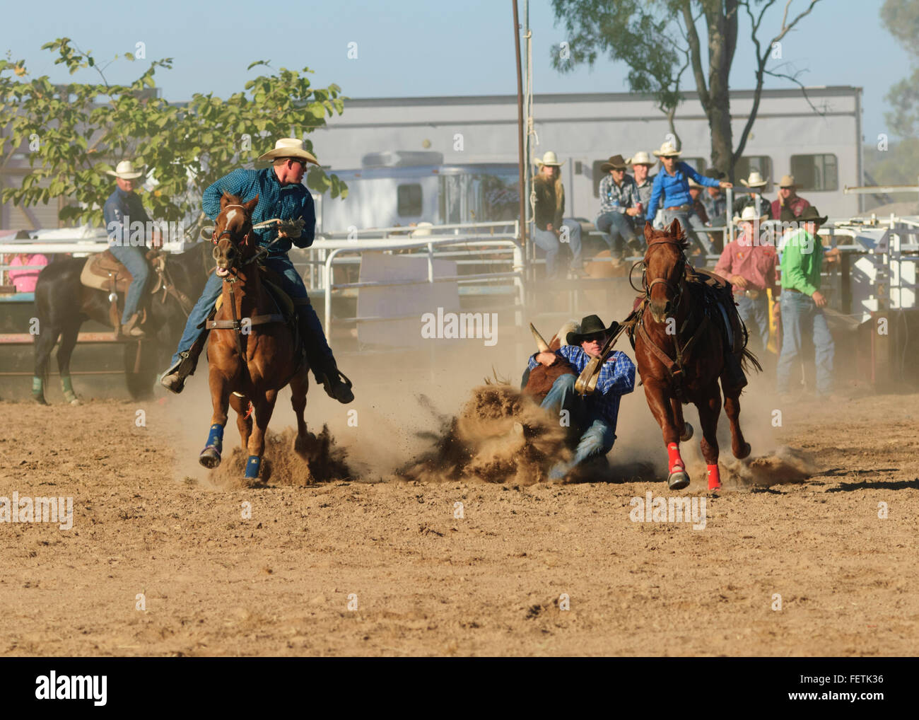 Steer Roping, Collinsville Rodeo, Queensland, Australie Banque D'Images