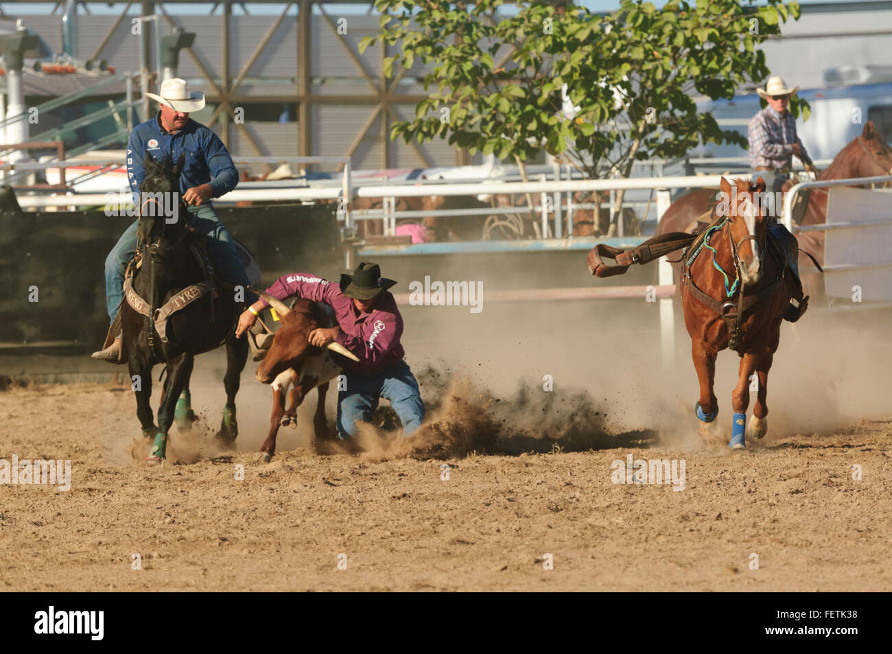 Steer Roping, Collinsville Rodeo, Queensland, Australie Banque D'Images