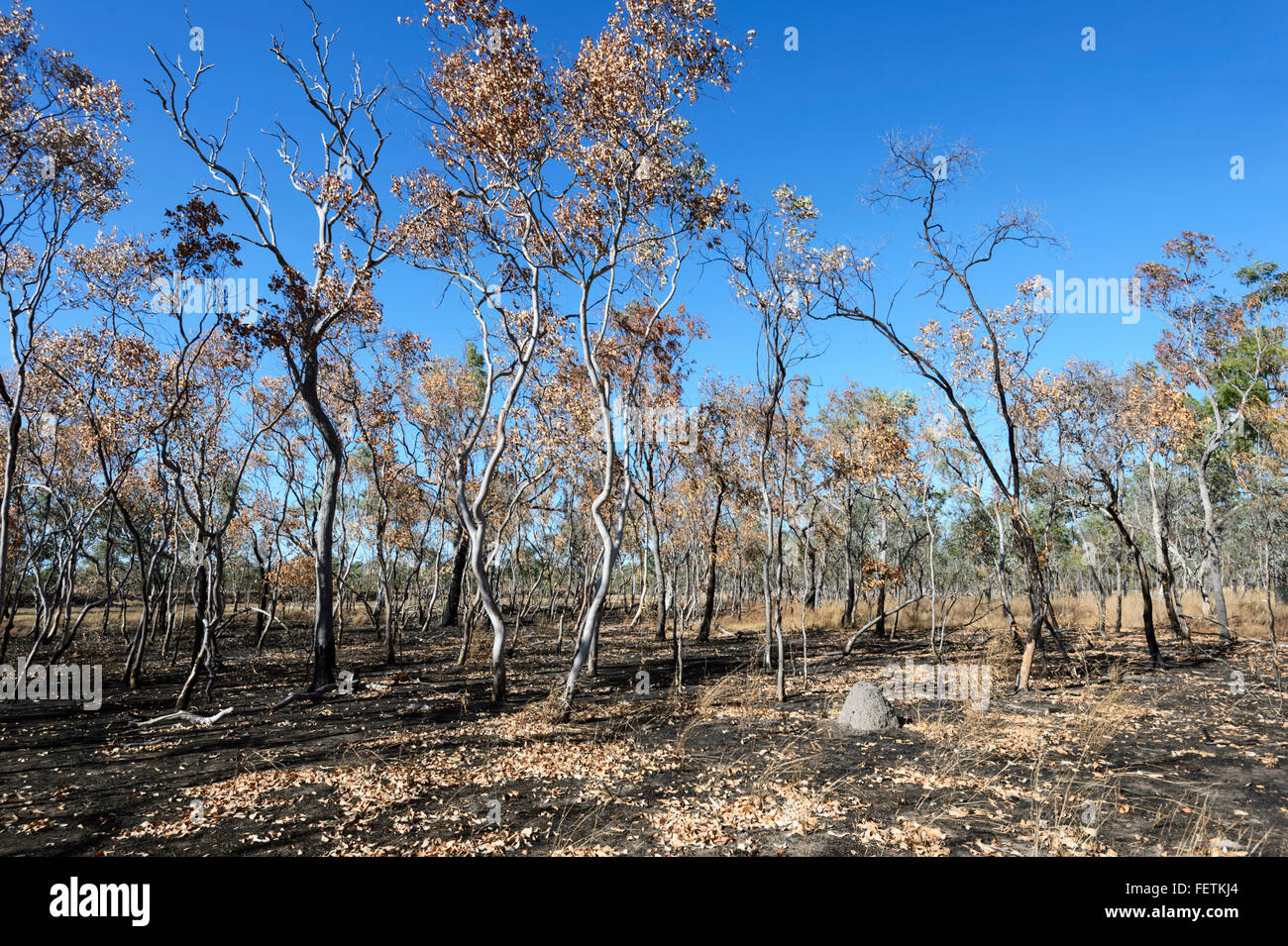 Dommages de brousse, savane du Golfe, Queensland, Queensland, Australie Banque D'Images