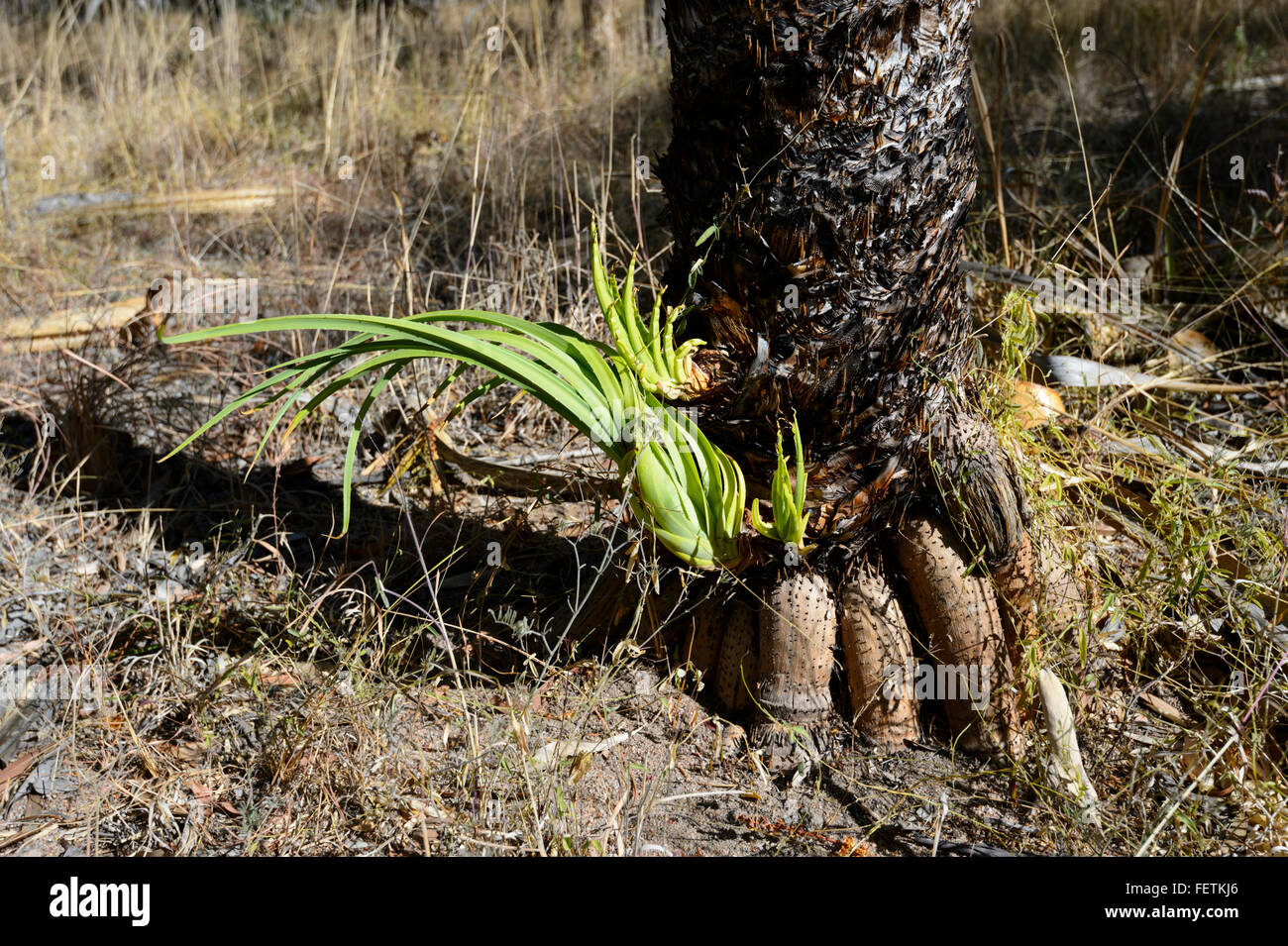 Les pousses vertes après dommages de brousse, savane du Golfe, Queensland, Queensland, Australie Banque D'Images