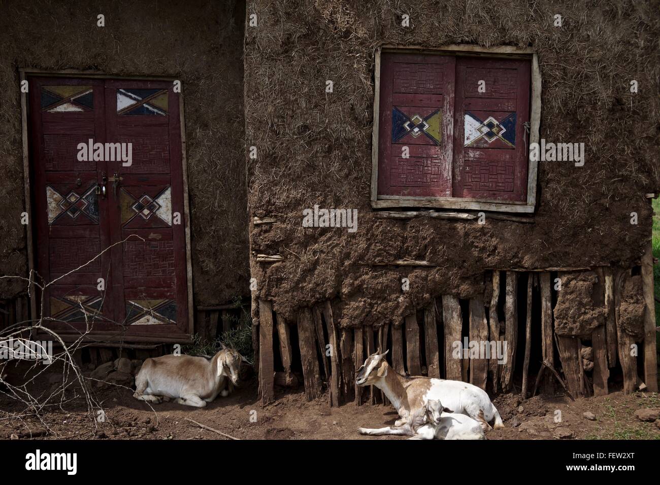 Les chèvres à l'extérieur d'une maison aux murs de boue. Banque D'Images