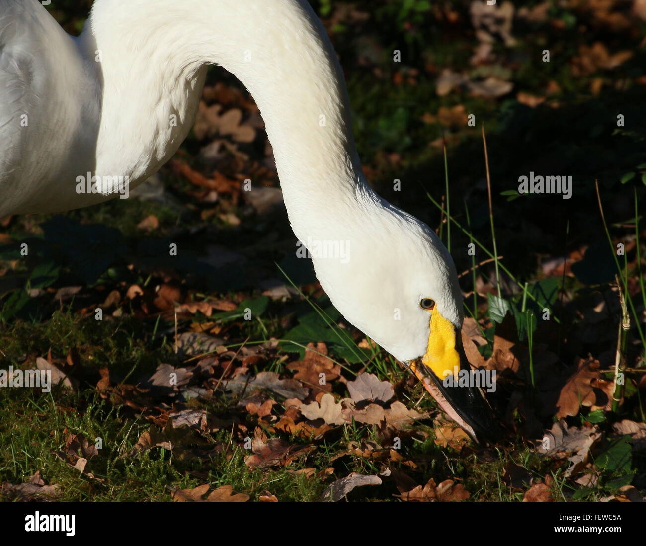 Le cygne de Bewick eurasien ( Cygnus bewickii, Cygnus columbianus bewickii) Banque D'Images