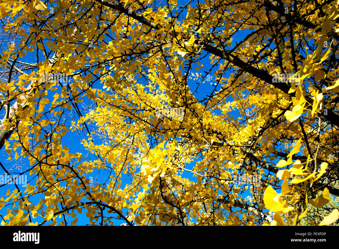 Feuilles d'automne jaunes sur les branches d'arbres Banque de — free download
