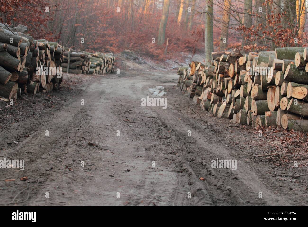 Pile de bois de sciage par Forest Road Banque D'Images